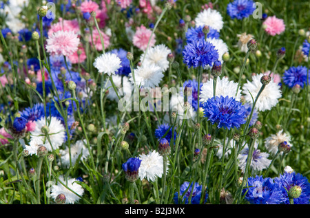 selection of wildflowers in english country garden Stock Photo