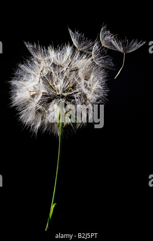 Dandelion with seedlings blowing off into the air in flight Stock Photo