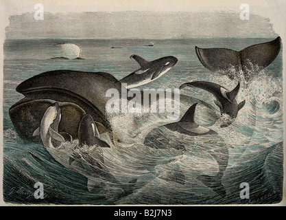 zoology, mammals / mammalian, whales (Cetacea), Bowhead Whale (Balaena mysticetus), attacked by five orcas (Orcinus orca), wood engraving after drawing by Gustav Muetzel, 'Brehms Life of Animals' ('Brehms Tierleben'), Leipzig and Vienna, 1893, private collection, , Stock Photo