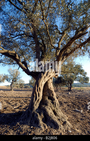 Israel Southern Coastal Plains Lachish Region An old Olive tree Stock Photo