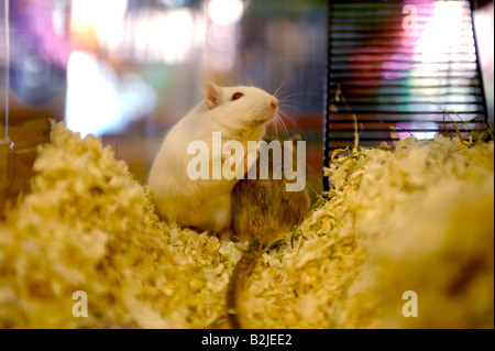 Gerbils in a cage in a pet shop Stock Photo