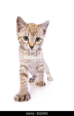 Cute kitten with big feet walking towards the camera isolated on white background Stock Photo