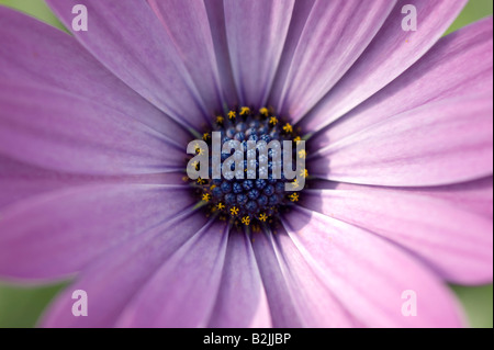 Osteospermum 'Asti lavender shades' . African Daisy flower Stock Photo