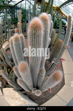 Large cactus growing in on a tropical green house, Kew Gardens, London, UK