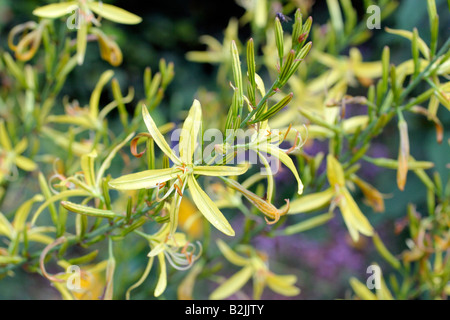 ASPHODELINE LIBURNICA FLOWERS OPEN IN THE EVENING Stock Photo