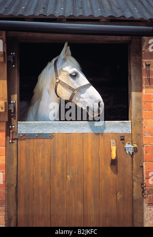 Horse looking out from stable door. Stock Photo