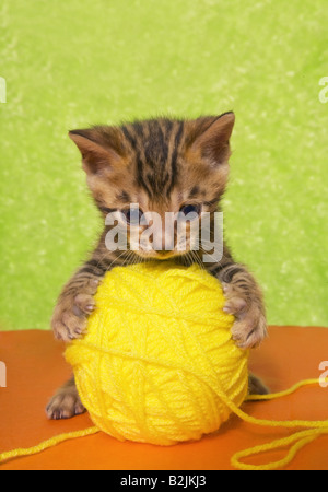 Cute Bengal kitten on colorful orange and green background with ball of yellow yarn Stock Photo