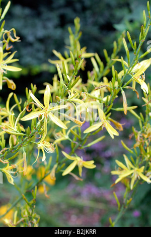 ASPHODELINE LIBURNICA FLOWERS OPEN IN THE EVENING Stock Photo