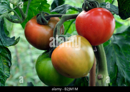 Ferline TOMATO FERLINE F1 HYBRID VARIETY WITH BLIGHT TOLERANCE AND RESISTANCE ...