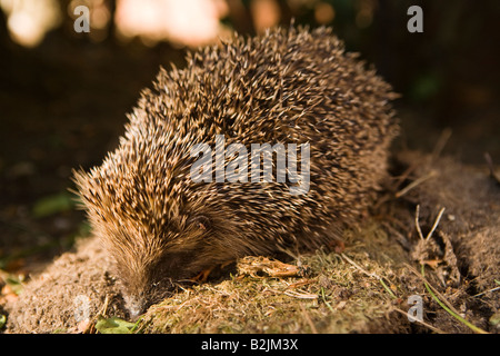 UK wildlife England hedgehog in domestic garden Stock Photo
