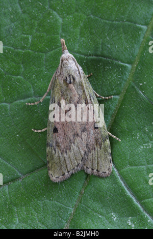 Bee Moth - Aphomia sociella Stock Photo