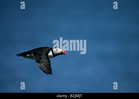 Atlantic puffin in flight against beauitful blue sky Stock Photo