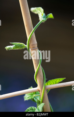 Phaseolus coccineus. Young Runner bean plant climbing up bamboo frame Stock Photo