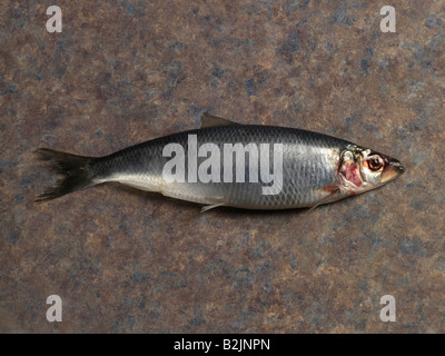 Herring Stock Photo