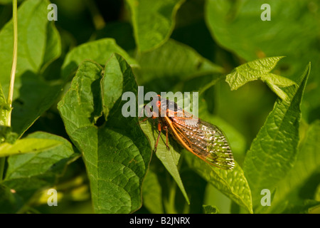 17 year periodical cicada (Magicicada spp) on green leaves Stock Photo