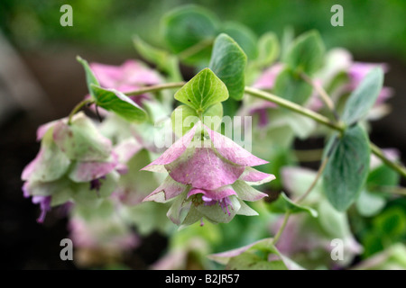 ORIGANUM KENT BEAUTY Stock Photo