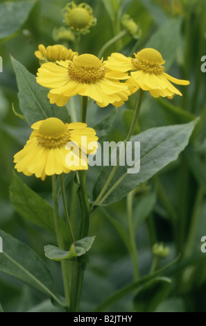 botany, Helenium Hybride, yellow flowers, , Additional-Rights-Clearance-Info-Not-Available Stock Photo
