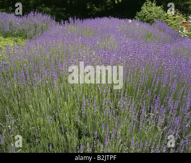 botany, Lavender (Lavandula angustifolia), Common Lavender on field, Additional-Rights-Clearance-Info-Not-Available Stock Photo