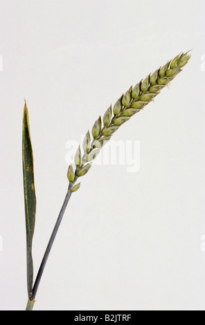 botany, wheat, (Triticum), Common wheat, (Triticum aestivum), ear, Additional-Rights-Clearance-Info-Not-Available Stock Photo