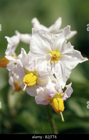 botany, potato, (Solanum tuberosum), potatoes, white blossoms, Additional-Rights-Clearance-Info-Not-Available Stock Photo