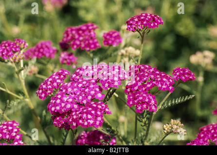 botany, Achillea, Common Yarrow, (Achillea millefolium), bloom, Additional-Rights-Clearance-Info-Not-Available Stock Photo