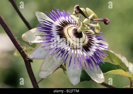 botany, Passion flower (Passiflora), Blue passion flower, (Passiflora caerulea), bloom, Additional-Rights-Clearance-Info-Not-Available