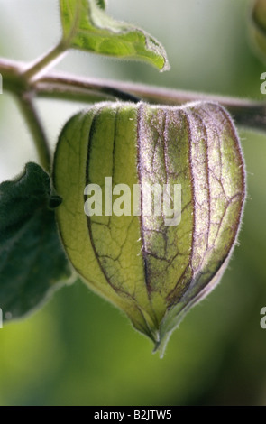 botany, Cape gooseberry (Physialis peruviana), fruits at branch, Additional-Rights-Clearance-Info-Not-Available Stock Photo