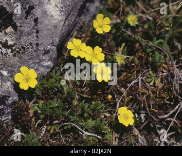 botany, Potentilla, Potentilla heptaphylla, yellow bloom, Additional-Rights-Clearance-Info-Not-Available Stock Photo