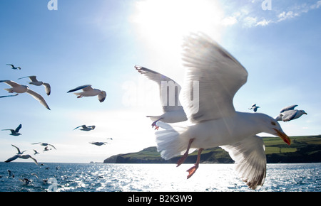 Herring gull (gulls) in flight, Larus argentatus, wide angle over sea Stock Photo