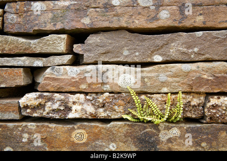 Dry stone wall, lichen and small fern at 'The National Botanical Gardens of Wales', Llanarthne, Carmarthenshire, Wales, UK Stock Photo