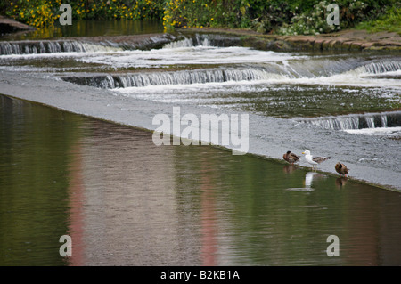 Two ducks and a seagull on the River Dee weir in Chester England UK Stock Photo
