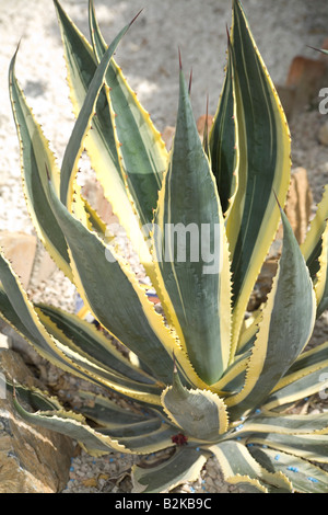 Cactus Agave Americana striata Stock Photo