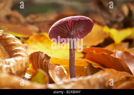 Purple Amethyst deceiver fungi Stock Photo