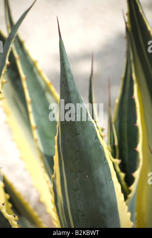 Cactus Agave americana striata Stock Photo