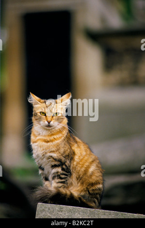 stripy tabby black ginger cat with yellow green eyes sitting on stone pillar looking at camera, England, UK Stock Photo