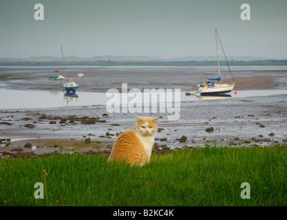 Cat sitting on grass, with muddy estuary behind, Ravenglass, West Cumbria, England UK Stock Photo