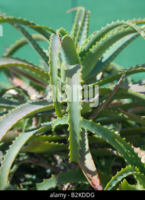 Cactus plant Stock Photo