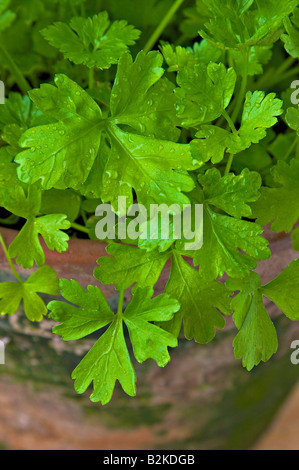 BROAD LEAF PARSLEY Stock Photo - Alamy