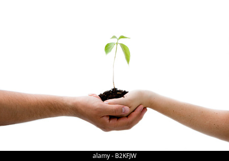 A young new plant growing from palm in two hands isolated Stock Photo