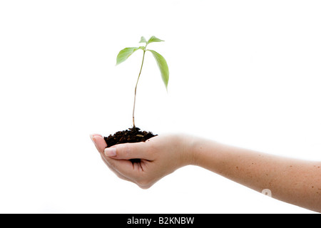 A young new plant growing from palm in hand isolated Stock Photo