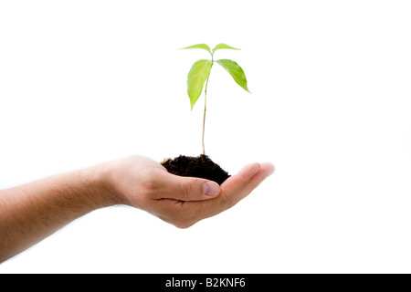 A young new plant growing from palm in hand isolated Stock Photo