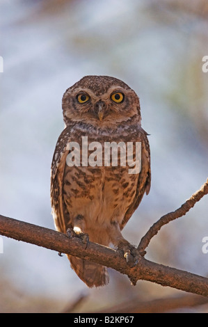 The Spotted Owlet (Athene brama) Stock Photo