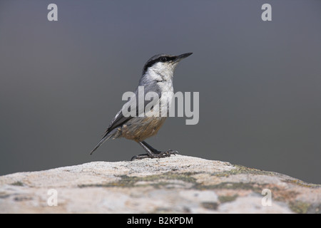 Western Rock Nuthatch Sitta neumayer perched on rock at Ipsilou Monastery, Lesvos, Greece in April. Stock Photo