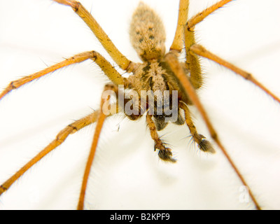 Tegenaria gigantea  House Spider Cobweb Spider Macro male