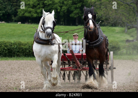 Shire Horses at work Stock Photo