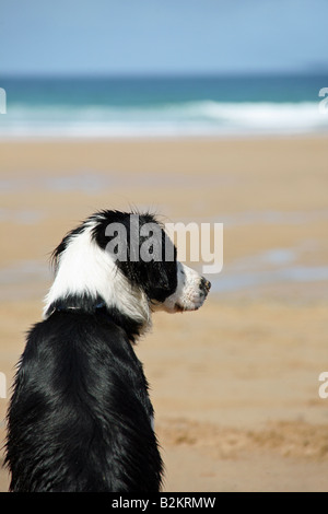 Mollie the Border Collie dog looking out to sea on Watergate Bay Beach, Newquay, Cornwall Stock Photo