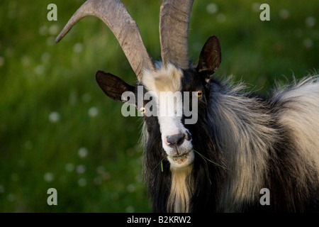 Wild billy feral goat at the Cliffs of Moher, Co Clare Stock Photo