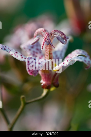 TRICYRTIS HIRTA MATSUKAZE TOAD LILY CLOSE UP Stock Photo