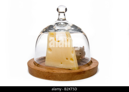 Little gray mouse and big cheese under a glass bell Stock Photo