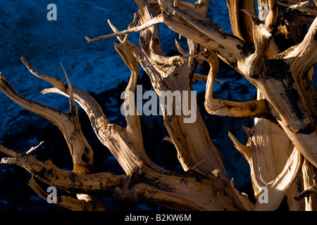 Ancient bristlecone pines line a slope of dolomite rocks in the Patriarch Grove of the White Mountains California Stock Photo